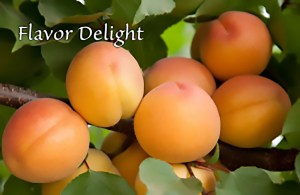 Flavor Delight Aprium